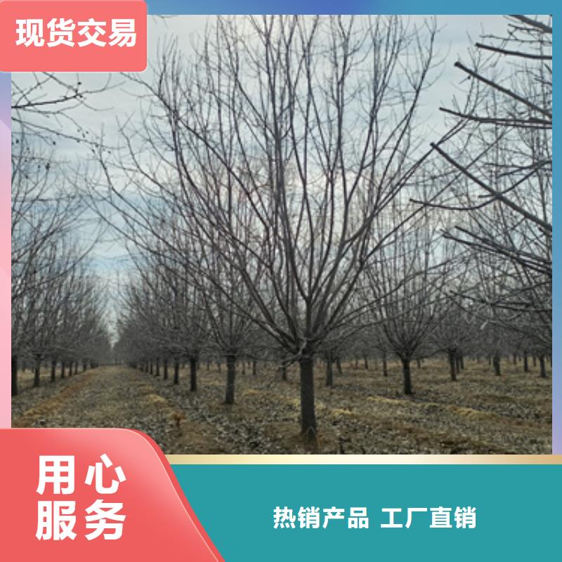 法桐_五角楓廠家供應