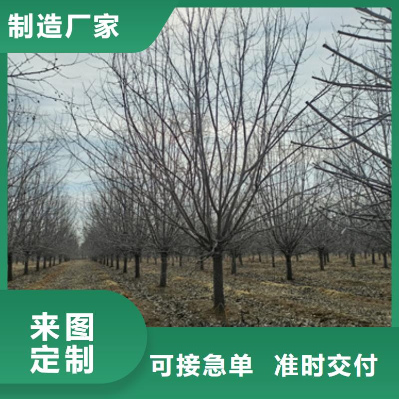 法桐北京欒一個起售