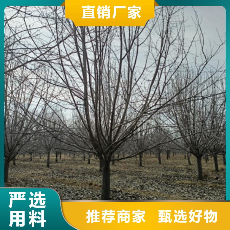 法桐北京欒一個起售