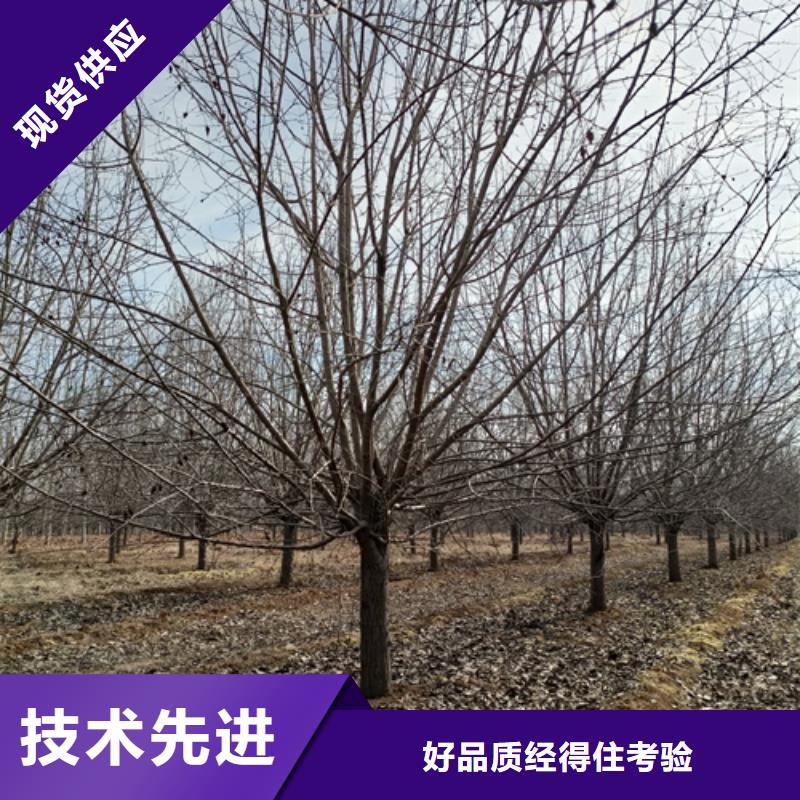 法桐白蠟老客戶(hù)鐘愛(ài)