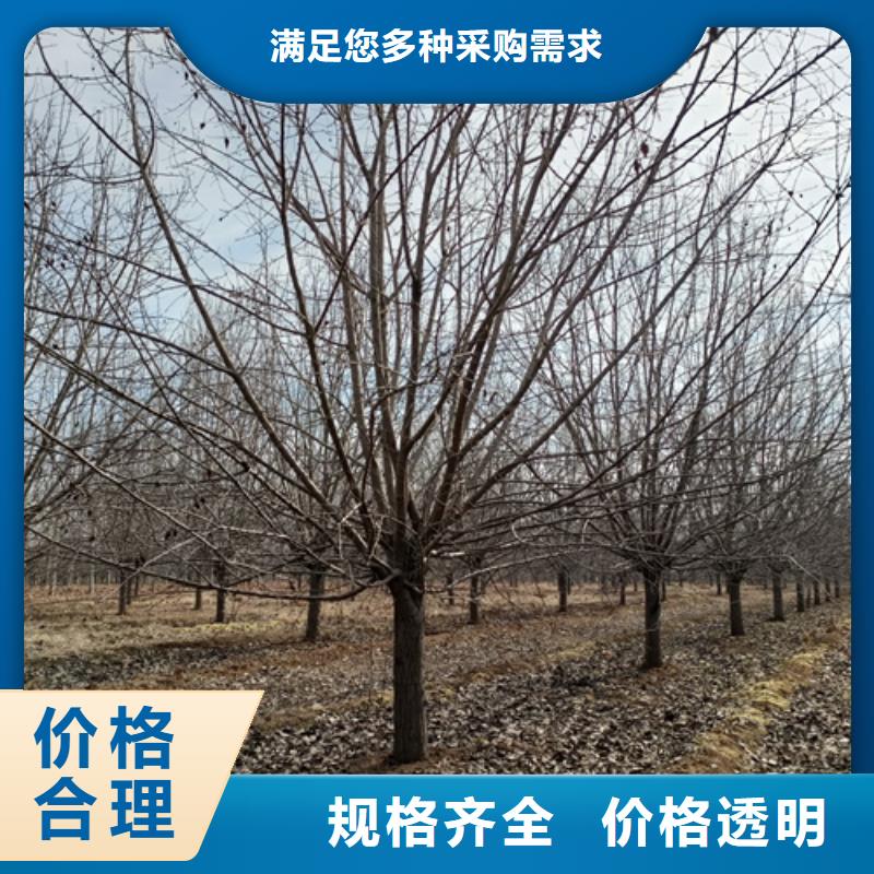 法桐小苗基地綠化喬木