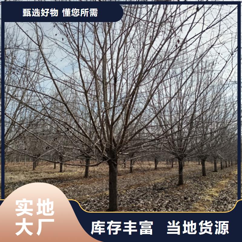 法桐_五角楓廠家供應