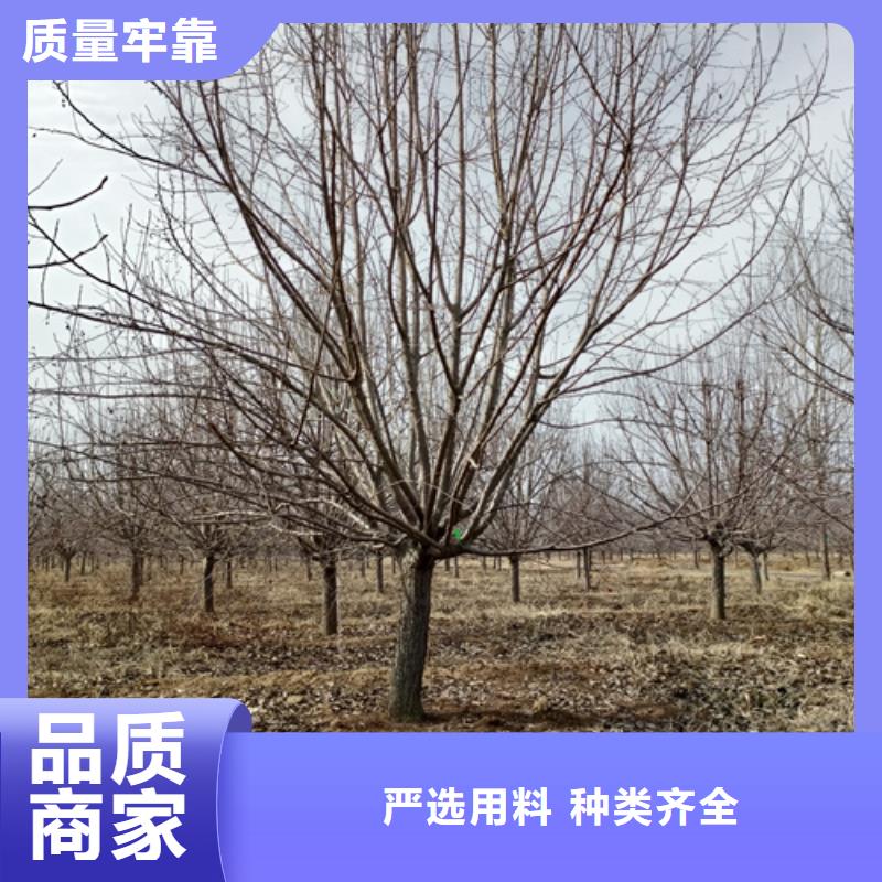 法桐誠信經營現貨現發
