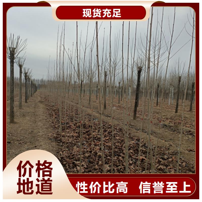 法桐五角楓質量優價格低
