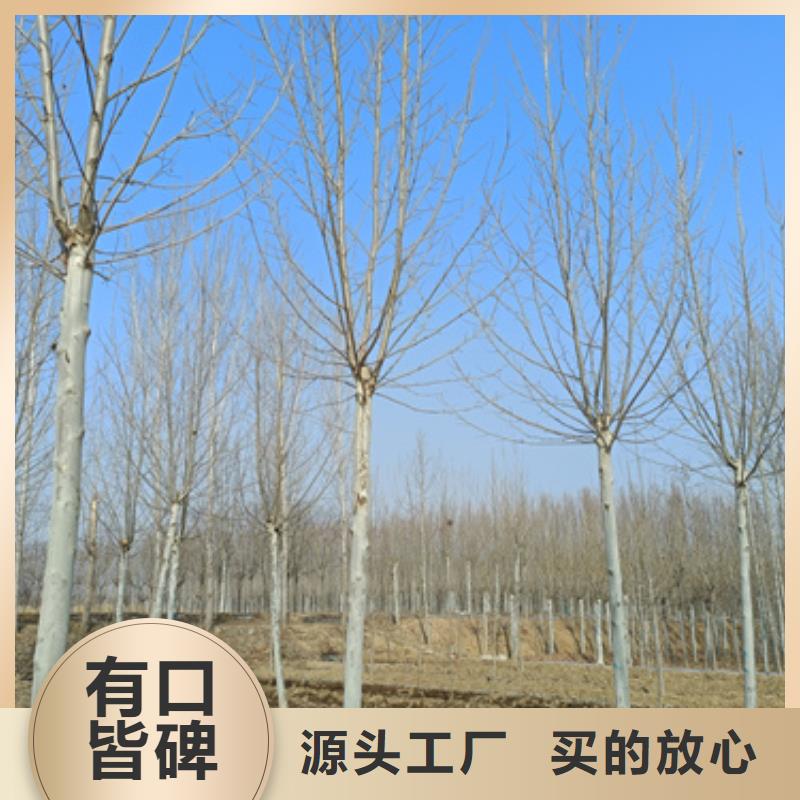 【法桐】,黃金槐專業(yè)供貨品質(zhì)管控