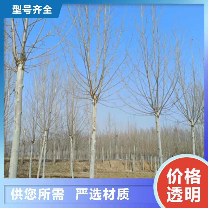 法桐_金葉槐廠家直銷值得選擇