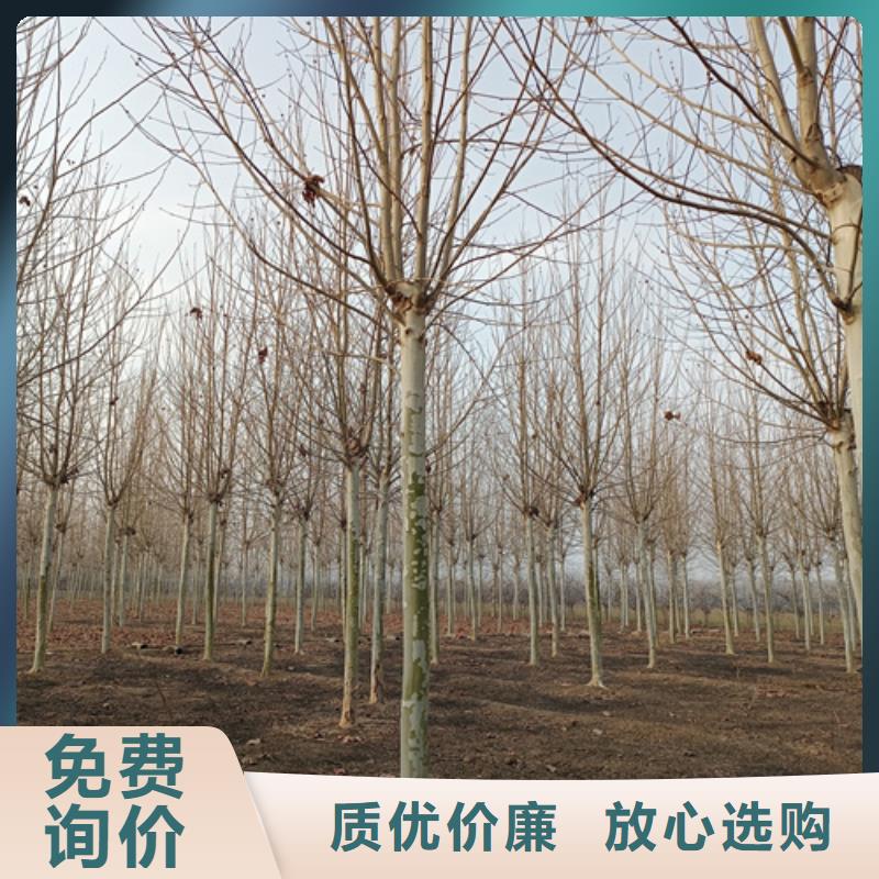 法桐五角楓質量優價格低