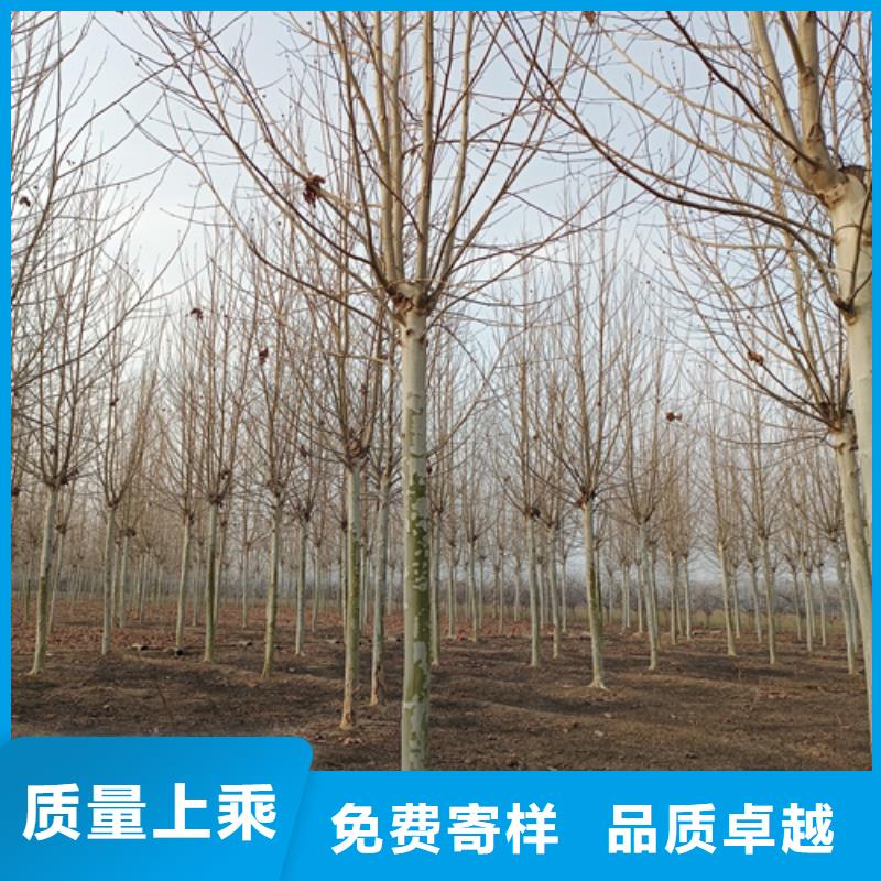 法桐金葉槐24小時下單發貨