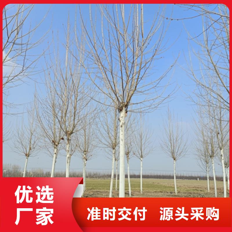 法桐五角楓質量優價格低