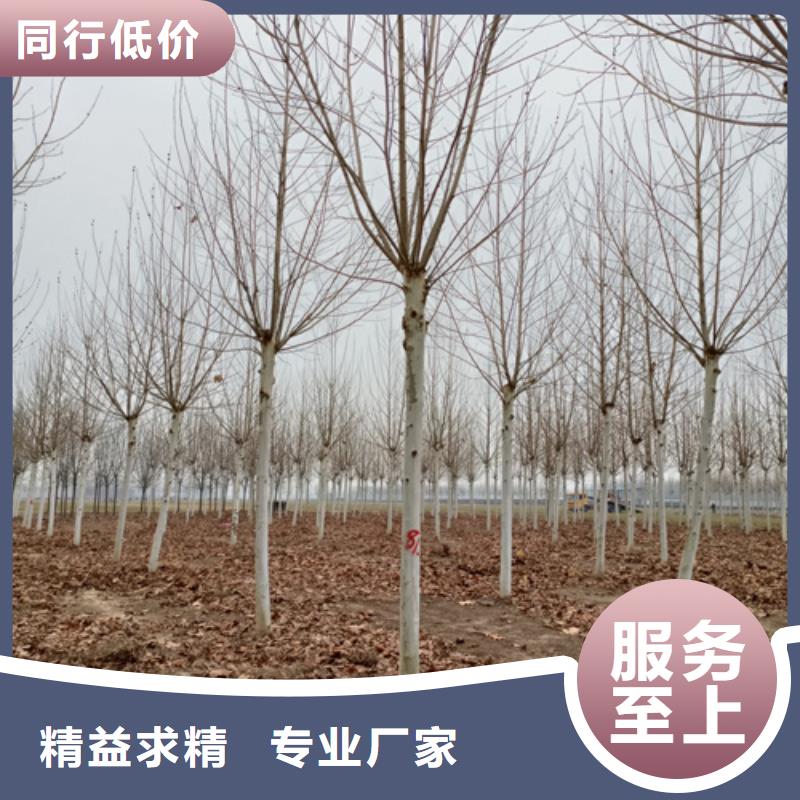 法桐秋紫白蠟現貨充足量大優惠
