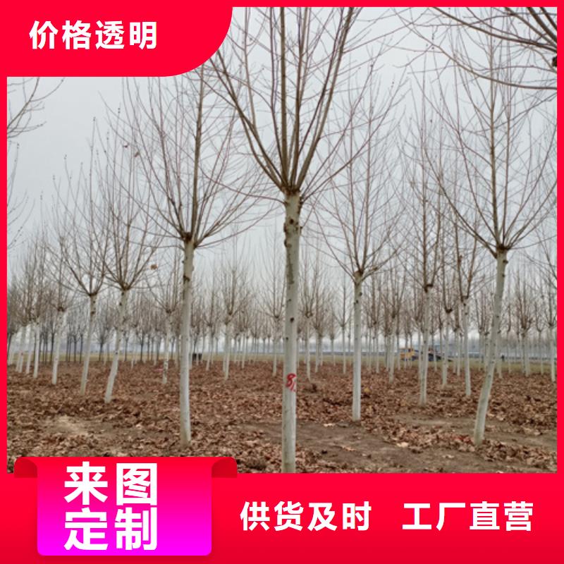 高品質法桐供應商