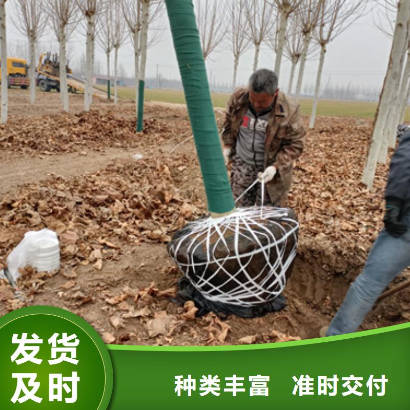法桐誠信經營現貨現發