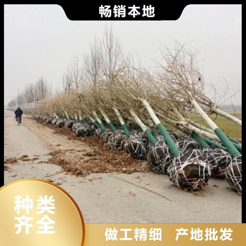 【法桐】,黃金槐專業(yè)供貨品質(zhì)管控