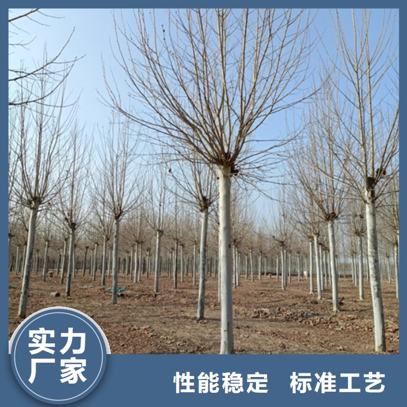 法桐五角楓質量優價格低