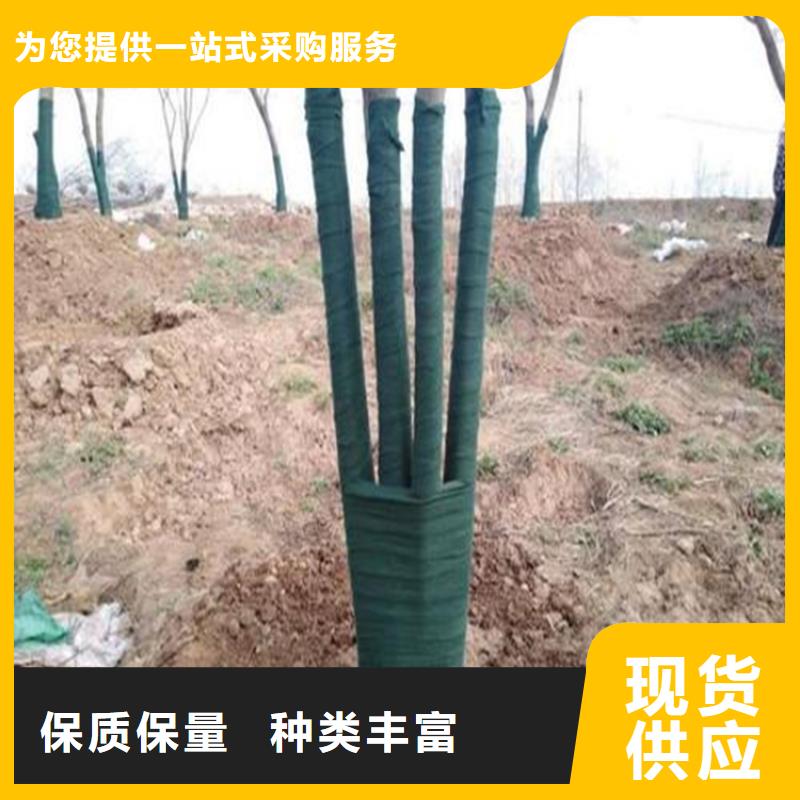 裹樹布,土工膜產(chǎn)地直供