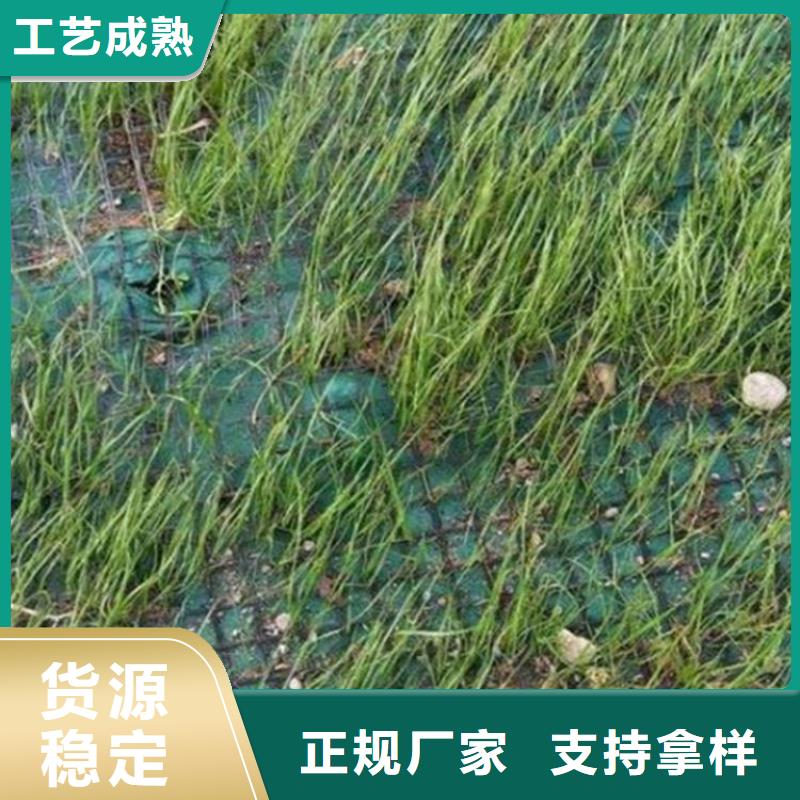 加筋抗沖生態(tài)毯-植物生態(tài)防護(hù)毯