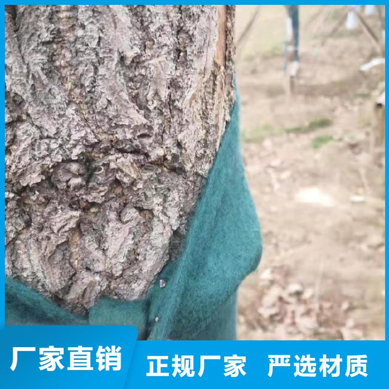 裹树布_网格布产地厂家直销