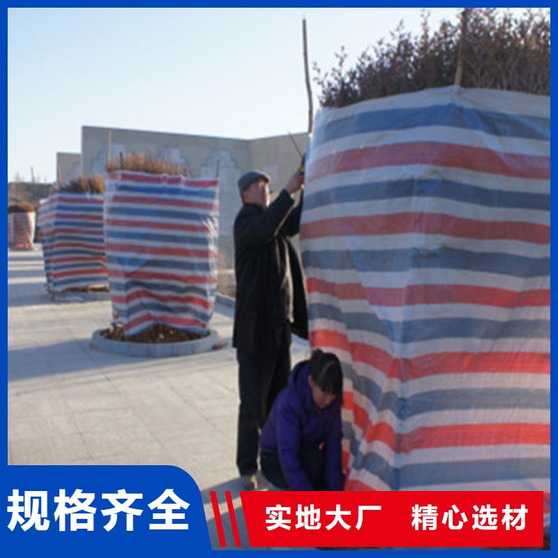 三色彩條布-實力廠家