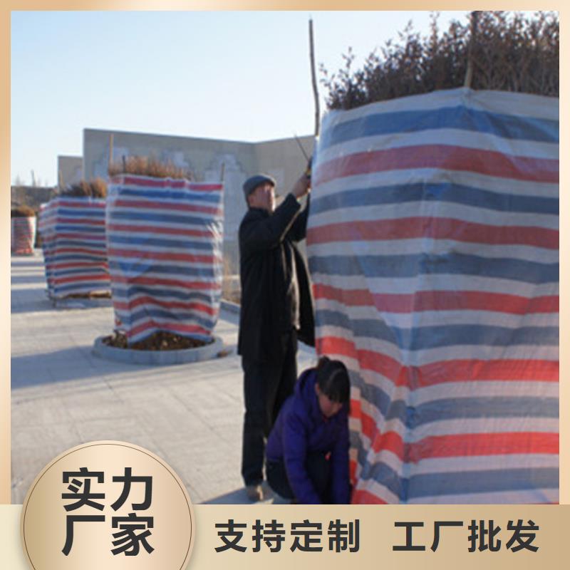 彩条布_塑料雨布彩条布用心服务