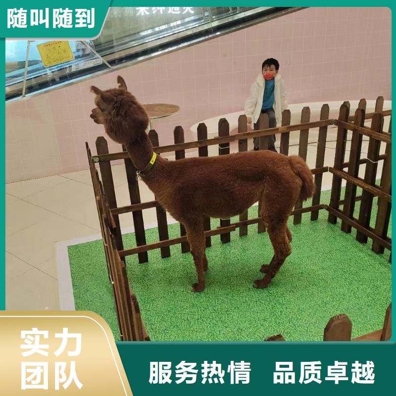馬戲團/羊駝美人魚表演信譽良好