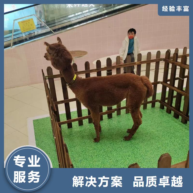 馬戲團/羊駝 馬戲團表演出租租賃服務至上