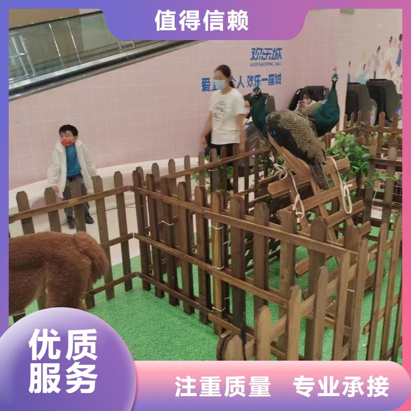 羊駝租賃活躍氣氛