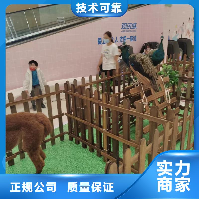 马戏团/羊驼_海狮表演租赁2025公司
