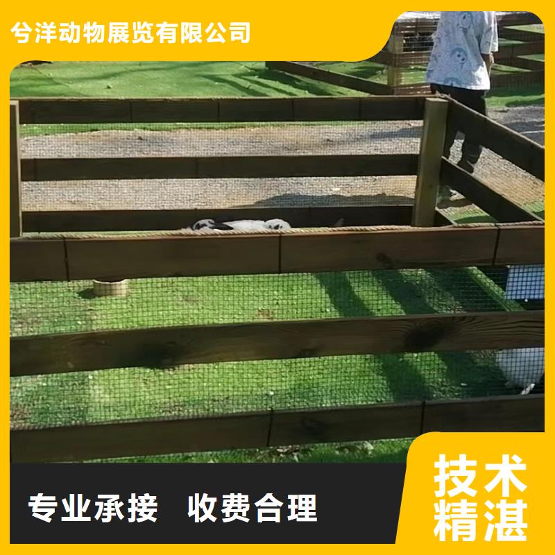 馬戲團/羊駝小馬戲表演出租靠譜商家