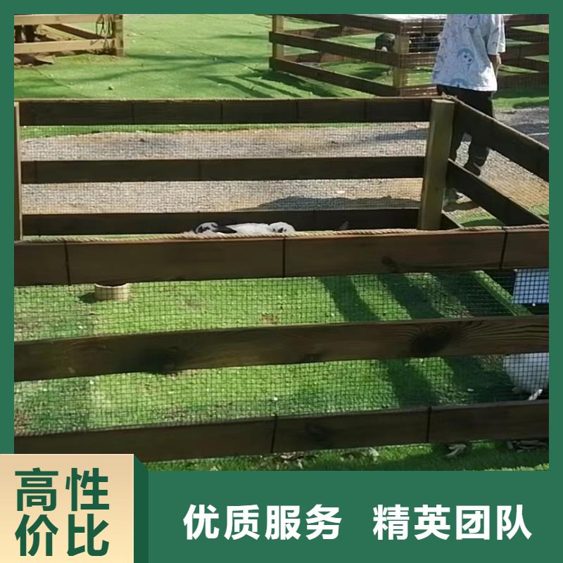 马戏团/羊驼小香猪宠物出租售后保障