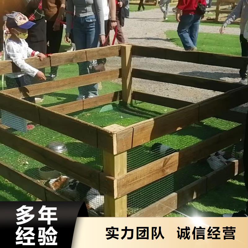 马戏团/羊驼【马戏团表演出租租赁】优质服务