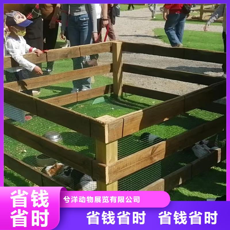 马戏团/羊驼动物表演出租欢迎合作