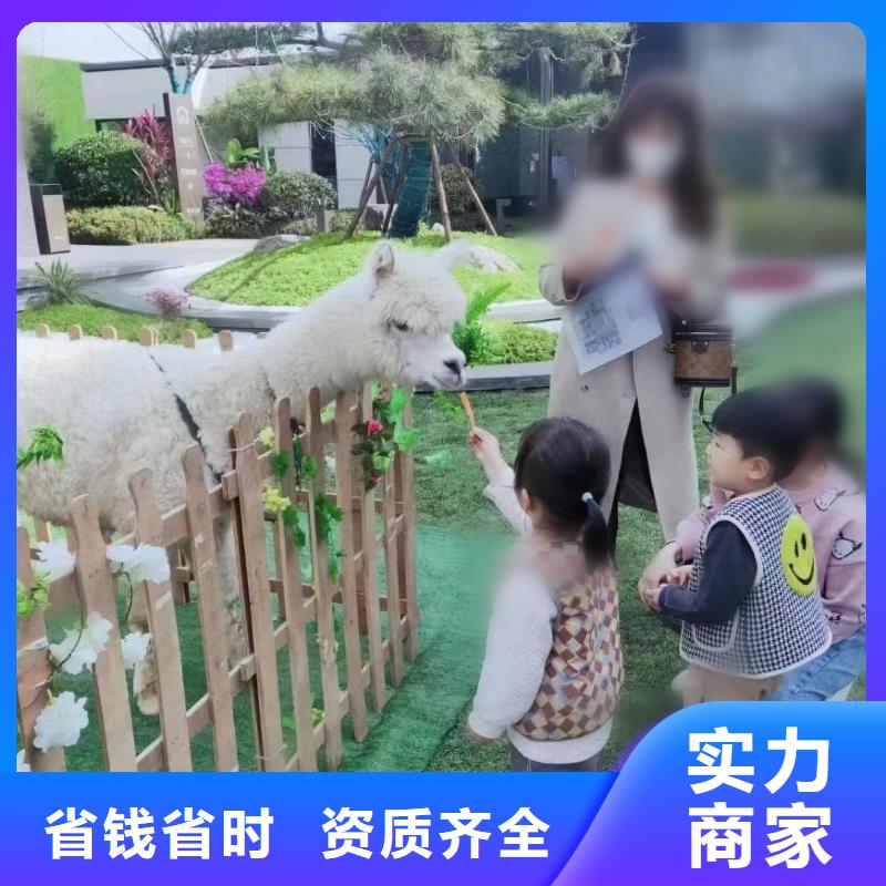 馬戲團(tuán)/羊駝【海獅表演出租】匠心品質(zhì)
