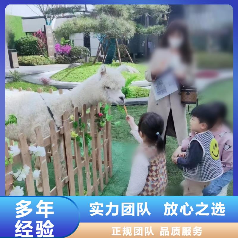 馬戲團/羊駝,【動物雜技表演租賃】正規團隊