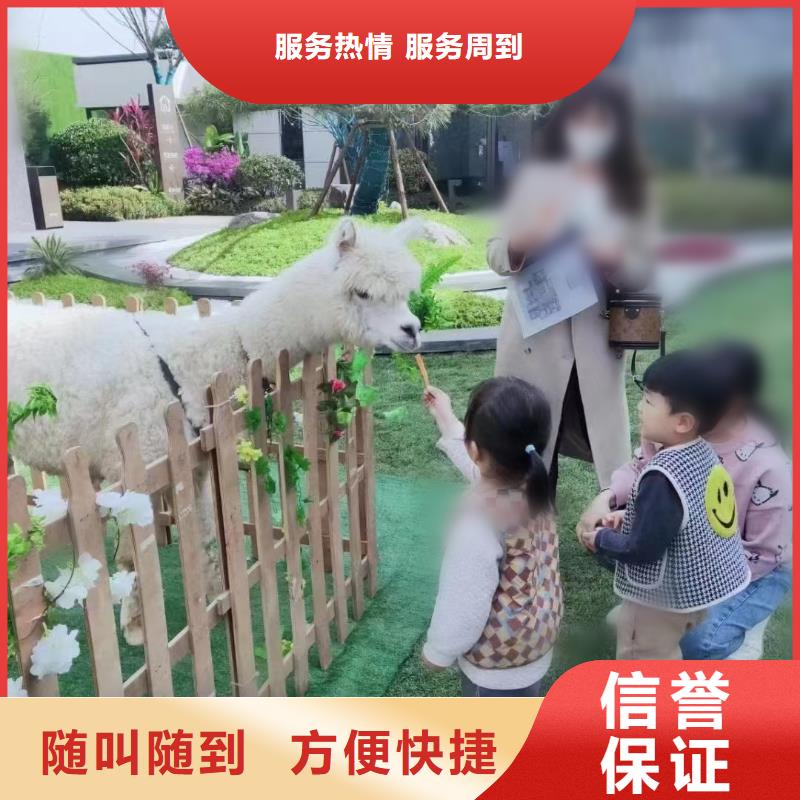 海狮表演出租视频-海狮表演出租|黄冈市|罗田|蕲春|随州|襄阳|咸宁|恩施