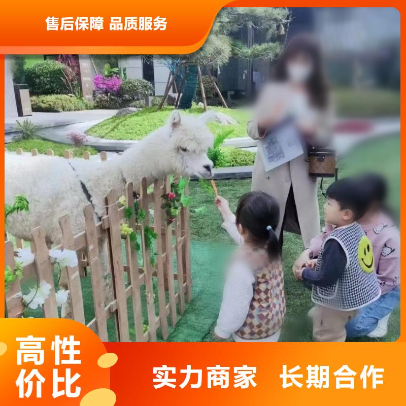 【馬戲團/羊駝】海獅表演出租高性價比