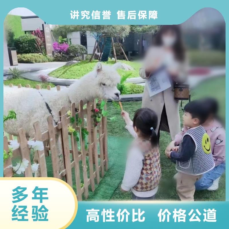【馬戲團(tuán)/羊駝】海獅表演出租高性價(jià)比