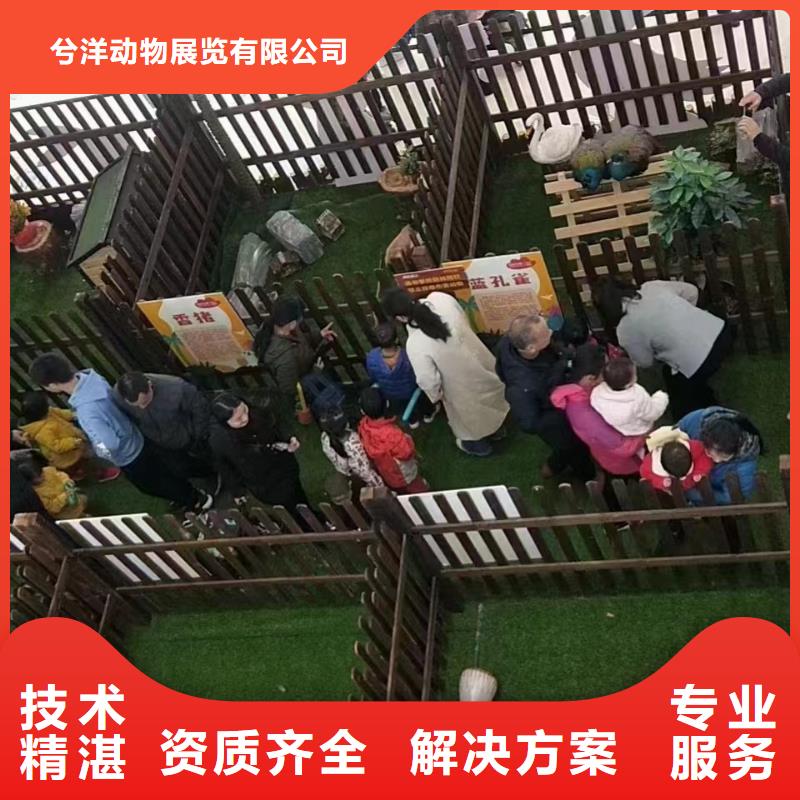 马戏团/羊驼_海狮表演出租良好口碑