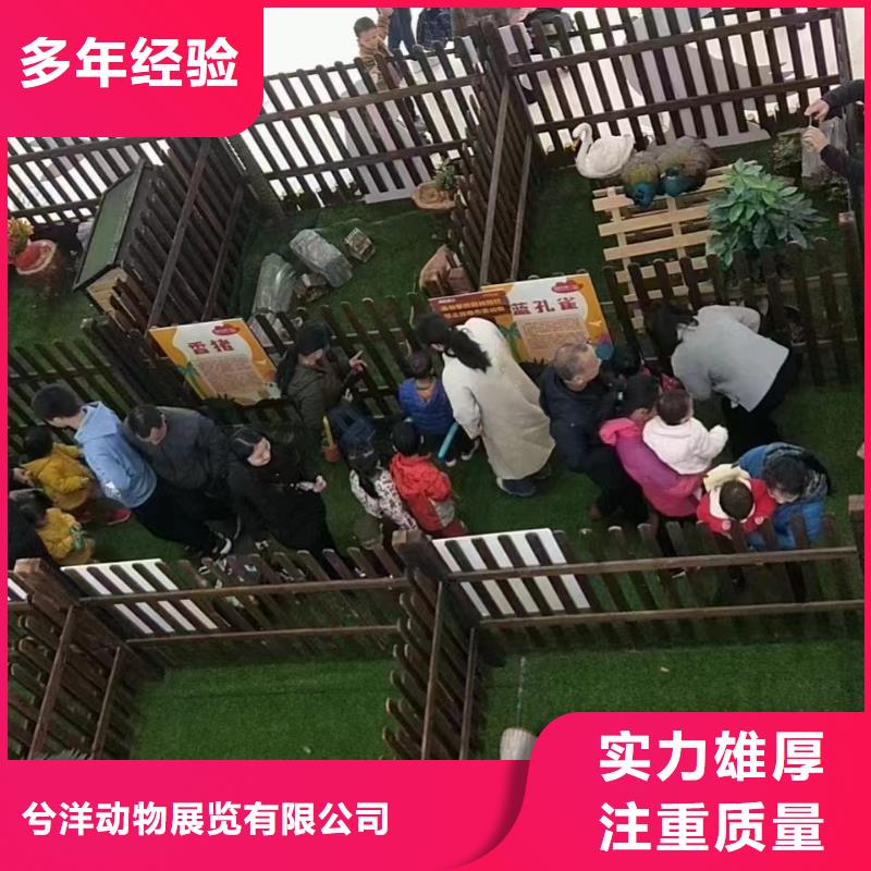 馬戲團/羊駝【馬戲團表演出租租賃】實力團隊