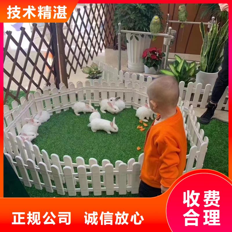 海狮表演出租视频-湖北省黄冈市|武穴|蕲春|十堰|荆州|黄石|随州海狮表演出租-兮洋