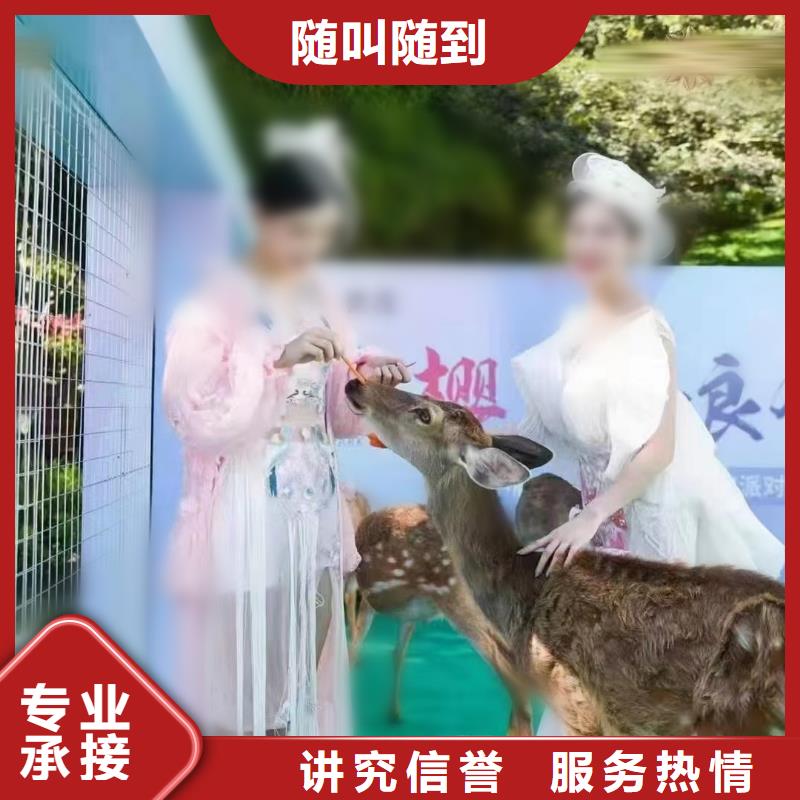 马戏团/羊驼-企鹅租赁技术精湛