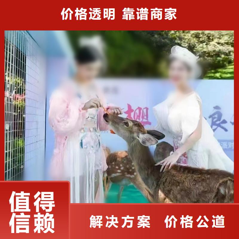 马戏团/羊驼_动物展览秀解决方案