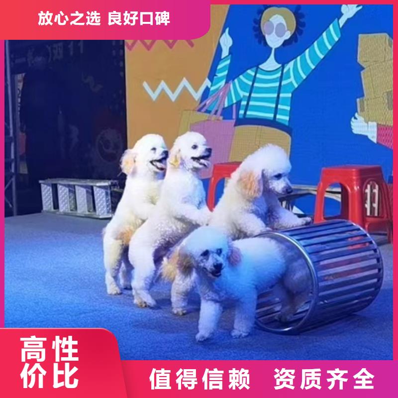 马戏团/羊驼【鹦鹉表演】先进的技术