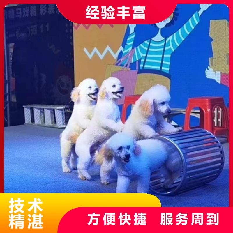 马戏团/羊驼【出租海狮表演】专业公司