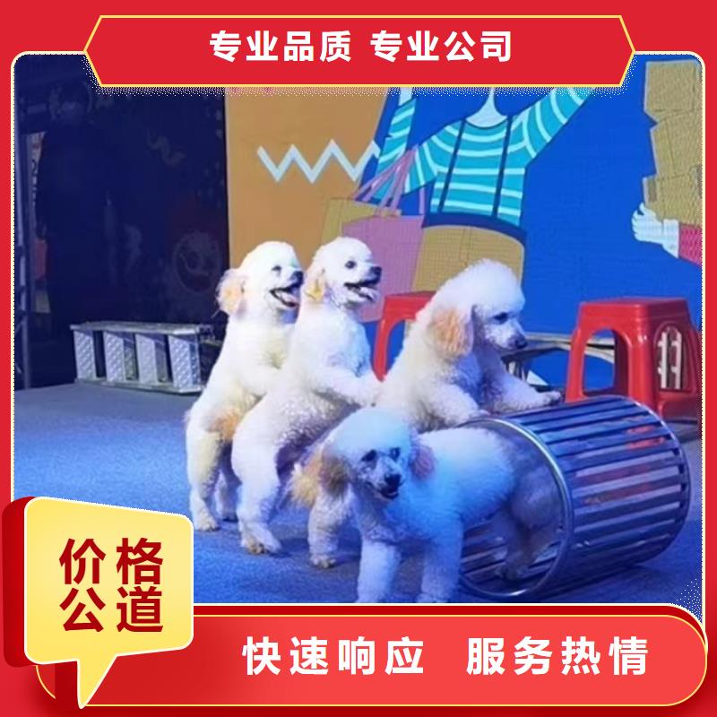 马戏团/羊驼,海狮表演出租免费咨询