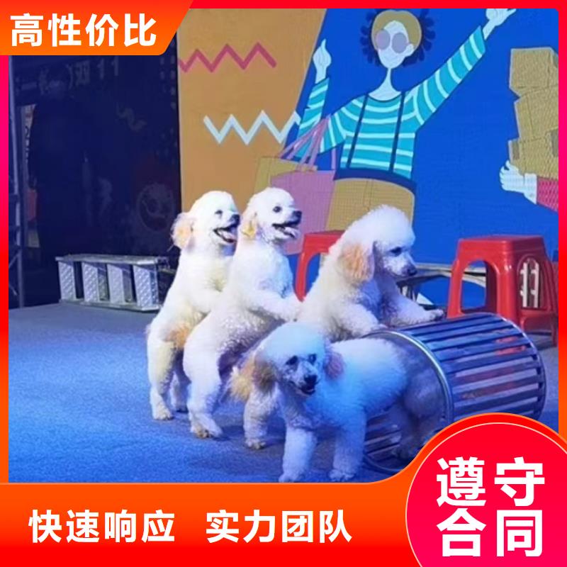 海狮表演出租视频-红河市海狮表演出租-【当地】可服务区域个旧|开远|曲靖|临沧|楚雄|西双版纳|怒江|迪庆