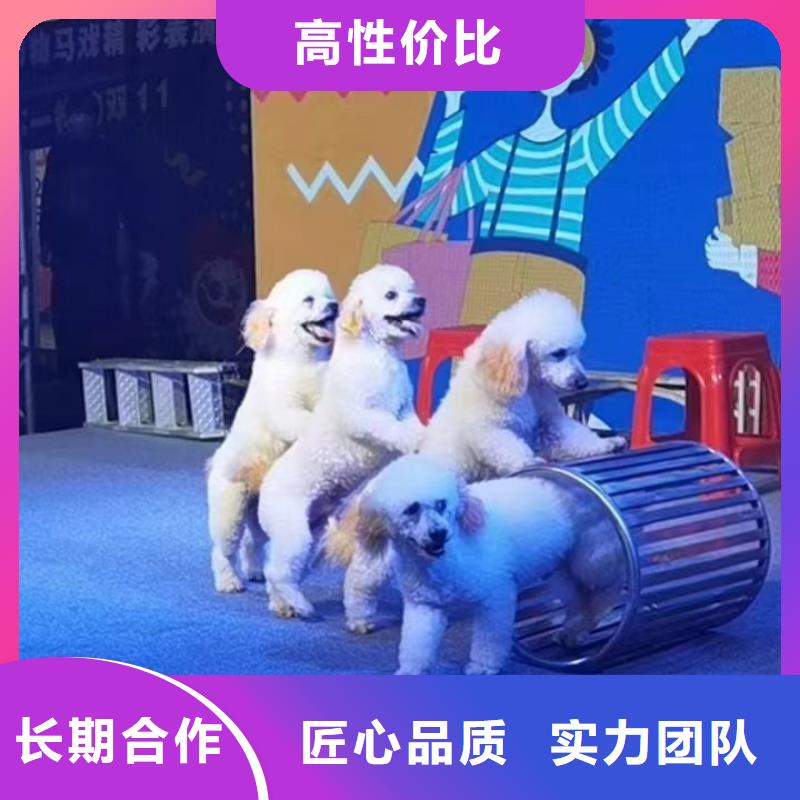 【馬戲團/羊駝_【海獅表演租賃】多年經驗】