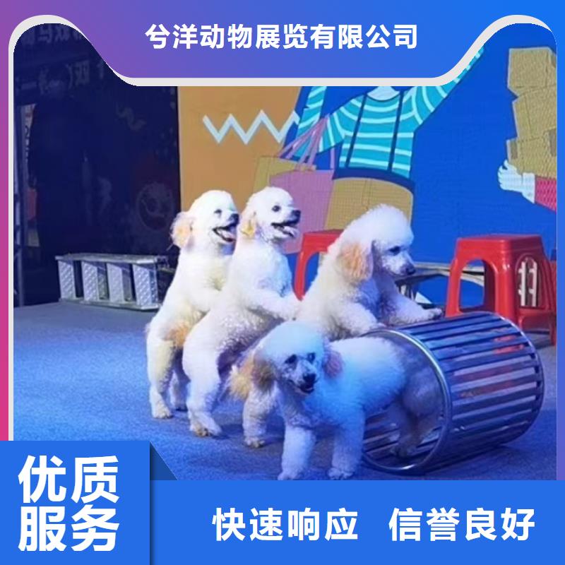 马戏团/羊驼动物表演出租欢迎合作