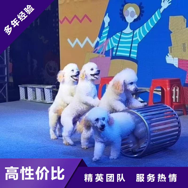 馬戲團/羊駝【海獅雜技表演】長期合作