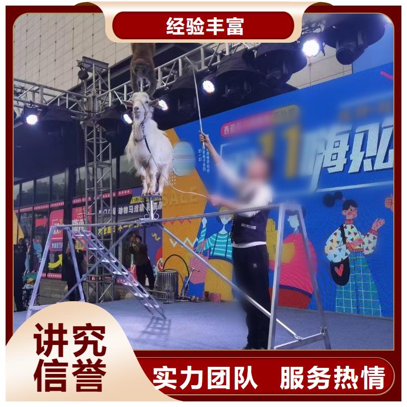 马戏团/羊驼-海狮表演出租讲究信誉