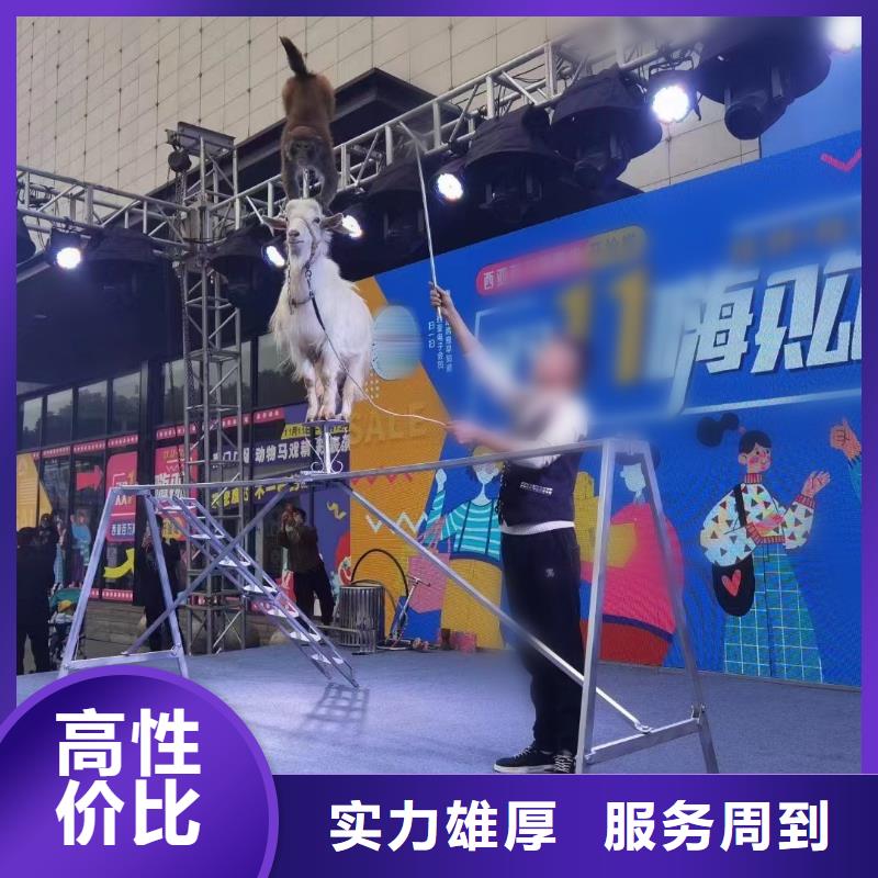 马戏团/羊驼 羊驼表演口碑公司